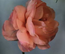 花开富贵的唯美经典句子（精选80句）